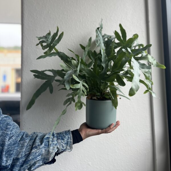 Blue Star Fern