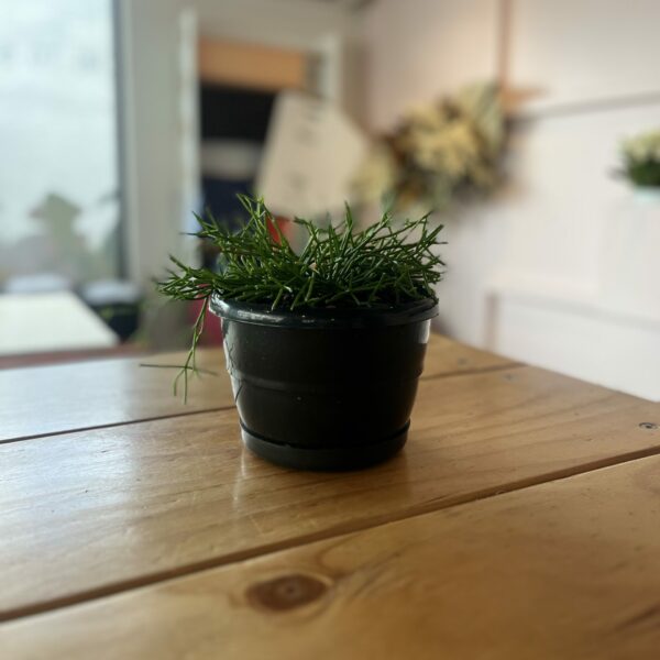 Mistletoe Cactus - 14cm Pot Plant