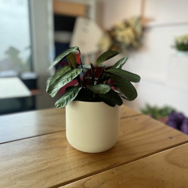 Grey Star - 14cm Pot Plant