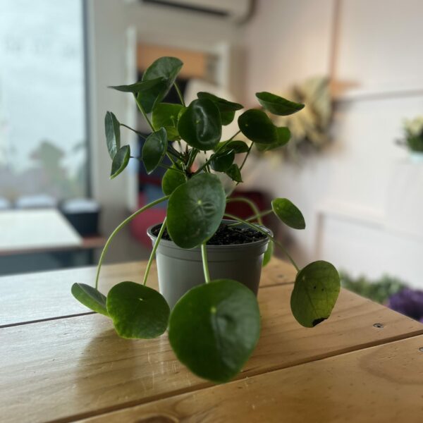 Chinese Money Plant 16cm Pot Plant