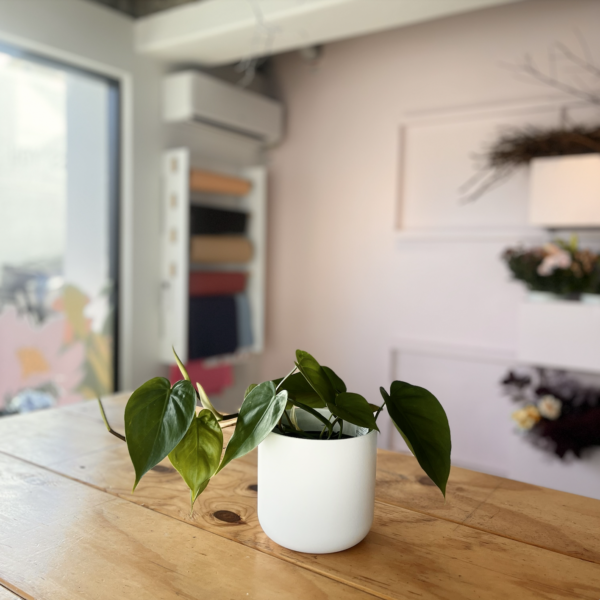 Heartleaf Philodendron - 14cm Pot Plant