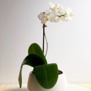 Mothers Day | Mini Orchid